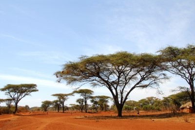 African Safari
